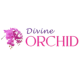 DIVINE ORCHID